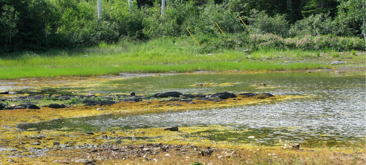 Wetlands, not really a swamp but swamp-adjacent
