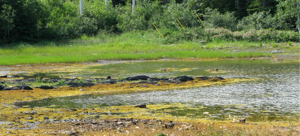 Wetlands, not really a swamp but swamp-adjacent